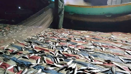 Trúng đàn cá trích, gỡ lưới mỏi tay, dân nơi này nói câu gì mà nghe bất ngờ?