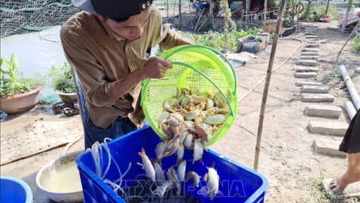 Nuôi dày đặc cá đặc sản như thế này, một ông nông dân Đồng Tháp bán 500.000 đồng/kg