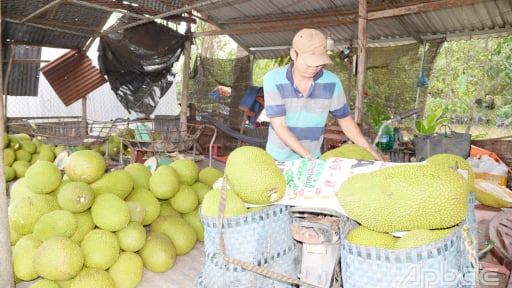 Trước ngày 'nắm tay' Đồng Tháp, ở Tiền Giang giá quả ngon 'rớt cái bịch' , nhà vườn, thương lái ngơ ngác, quả gì giá bán chỉ 500 đồng/kg?