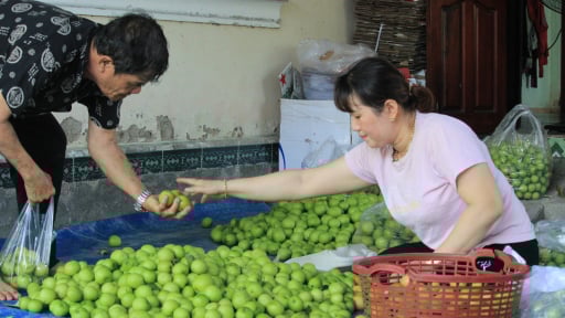 Một xã nông thôn mới nâng cao ở Khánh Hòa có nhà giàu lên từ nghề trồng táo to bự