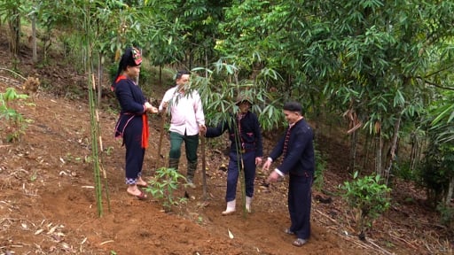 Từ thứ cây dại mọc hoang, nay ở Yên Bái dân trồng thành công, bán mầm non mà hút hàng