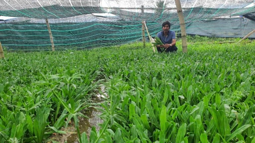 Một xã nông thôn mới nâng cao ở Khánh Hòa trồng rau thơm gì mà đạt 3 sao OCOP, có bể lươn nuôi dày đặc?