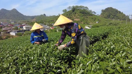 Chè xuân Mộc Châu vào vụ thu hoạch được mong đợi nhất trong năm