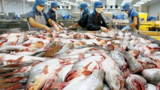 Một 'ông lớn' trong ngành chế biến, xuất khẩu cá tra Việt Nam muốn trồng lúa, lên kế hoạch lãi tới 500 tỷ đồng năm nay