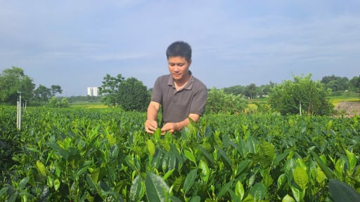 Cầm bằng đại học về quê trồng chè, hotboy làng ở Thái Nguyên bất ngờ nổi tiếng