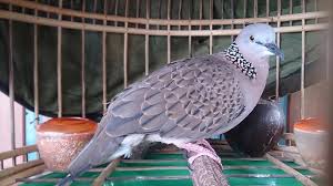 Ngoài đồng 36 thứ chim, đây là thứ chim gáy tiếng hiền như đất mà vạn người mê