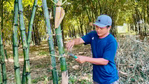 Trồng loại cây 'ăn' được cả mầm non, cây già, đến gốc cũng bán tốt, dân Bình Phước 'bỏ tiền vô túi'