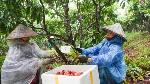 Vải chín sớm Bắc Giang xuất ngoại đi Nhật Bản, Mỹ... giữ giá bán cao, gấp đôi giá bán cho thương lái ở điểm cân