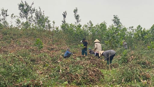 Đất rừng giao khoán: Trường hợp nào được cấp Giấy chứng nhận quyền sử dụng đất?