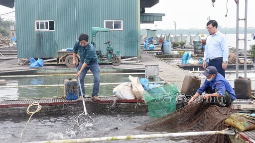 Sáp nhập tỉnh Bắc Giang, Bắc Ninh đang nuôi thành công các con đặc sản toàn con to bự, bán hút hàng