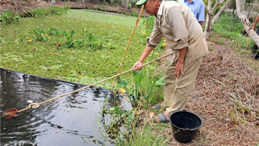Trước ngày sáp nhập tỉnh Sóc Trăng, Cần Thơ, Hậu Giang thành công mô hình đào rãnh trong vườn nuôi ốc đặc sản xuất xứ Thái Lan