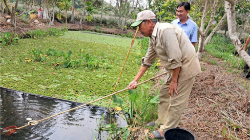 Trước ngày sáp nhập tỉnh Sóc Trăng, Cần Thơ, Hậu Giang thành công mô hình đào rãnh trong vườn nuôi ốc đặc sản xuất xứ Thái Lan