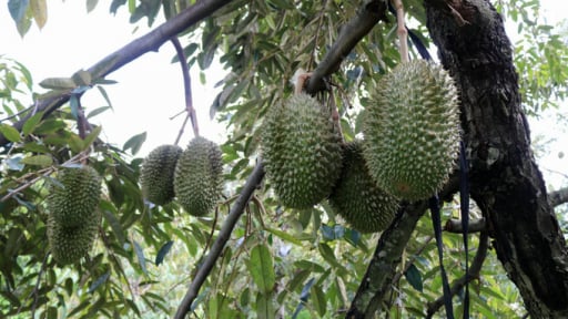 Trước thềm sáp nhập tỉnh Khánh Hòa, đây là các cây trồng chủ lực giá trị kinh tế cao của Ninh Thuận