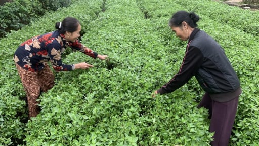 Cả làng này ở Nghệ An 'thơm ngày thơm đêm' bởi trồng thành công rau gia vị gì?