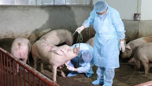 UBND tỉnh Nam Định ban hành công văn quan trọng liên quan đến nông nghiệp-môi trường trước sáp nhập Hà Nam, Ninh Bình