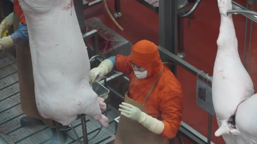 Clip: Kiểm tra quy trình giết mổ lợn tại nhà máy C.P. Việt Nam, kết quả ra sao?