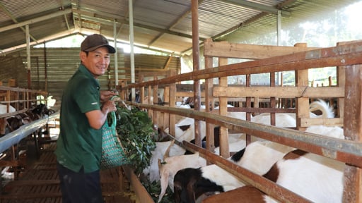 Sáp nhập TP HCM, Bình Dương, đây là vật nuôi đang tăng giá tốt nhất ở Bà Rịa-Vũng Tàu, hễ bán nhiều là trúng lớn