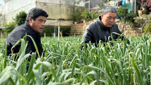Nông dân Đà Lạt trồng một giống tỏi du nhập từ Israel, thơm ngon củ lại to, nhanh chóng được thị trường ưa chuộng