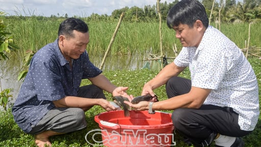 Nuôi cá đồng kết hợp trồng bồn bồn, mô hình rõ hay ở Cà Mau, nhưng hễ sơ hở là bị chích điện trộm cá liền
