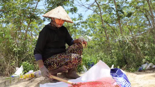 Trên cánh đồng núi lửa Đắk Nông, dân nhộn nhịp đang gieo thứ hạt gì?