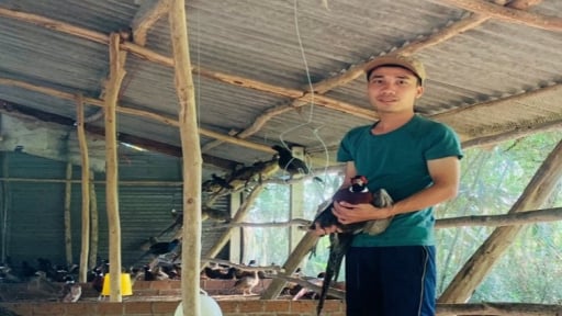 Loài chim sách Đỏ nuôi thành công ở Phú Yên như nuôi gà ta, cứ bán 1 cặp cầm 2 triệu đồng