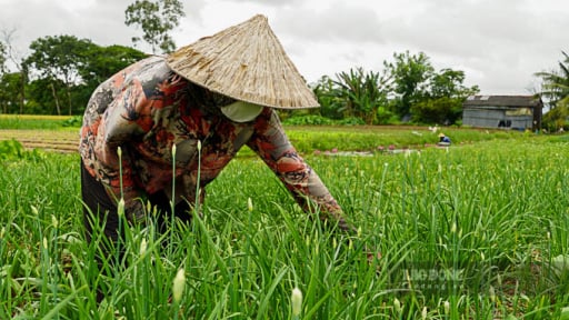 Trồng thành công thứ rau thơm khắp đồng ở Sóc Trăng, hễ cắt hoa bán thương lái tranh nhau mua