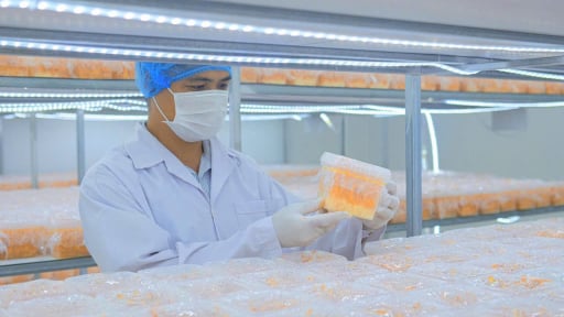 Một nhà giàu ở Bà Rịa-Vũng Tàu trồng 'cây' gì trong nhà 'sang chảnh' mà thu tiền tỷ?
