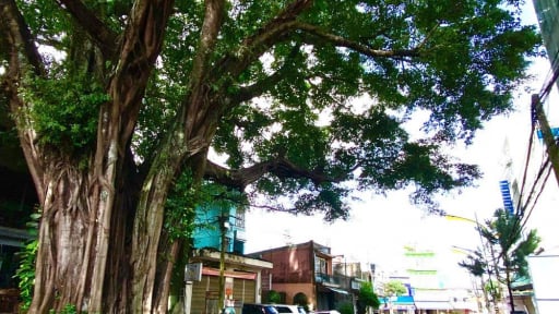 Sáp nhập tỉnh Phú Yên, ở Đắk Lắk có cây cổ thụ hoành tráng thế này đây