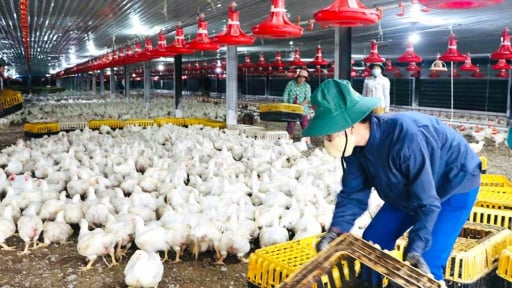 Tỉnh mới tên Đồng Nai sau sáp nhập Bình Phước là 'thủ phủ' chăn nuôi quy mô nhất trong 34 tỉnh/thành phố mới của Việt Nam