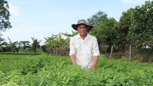 Loại rau 'mì chính' này trồng tốt um cản chả kịp ở Bà Rịa-Vũng Tàu, ăn ngọt như nước ninh xương, hễ cắt bán là hút hàng