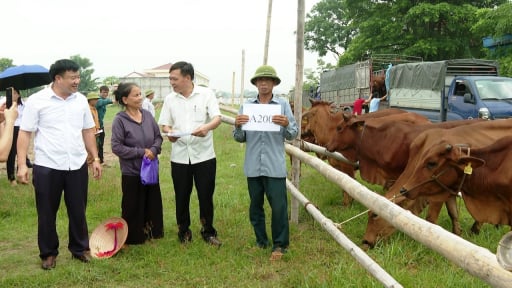 Ninh Bình: Trao bò sinh sản cho hộ nghèo, cận nghèo, hướng tới giảm nghèo bền vững