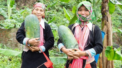 Nơi này ở Lào Cai từng chỉ trồng chuối, trồng chè, giờ khắp nơi một loại quả to nằm như con lợn con, bán đắt hàng