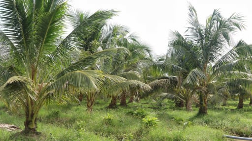 Cận kề sáp nhập tỉnh Vĩnh Long, Bến Tre, Trà Vinh nhanh chóng tìm cách diệt trừ loài sâu bọ này