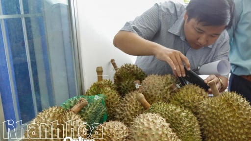 Trước giờ cận kề sáp nhập Ninh Thuận, Khánh Hòa có một điểm sáng quan trọng về loại đặc sản trái cây xuất khẩu