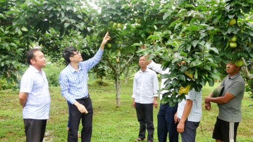 Nông dân vùng này ở Lai Châu đổi mới tư duy trồng lê, mở đường giảm nghèo bền vững