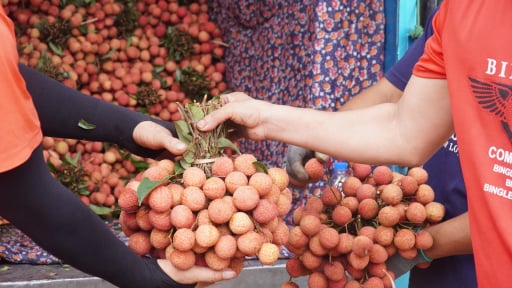 Vải thiều được mùa, nông dân Bắc Giang vẫn chưa trọn niềm vui vì điều này