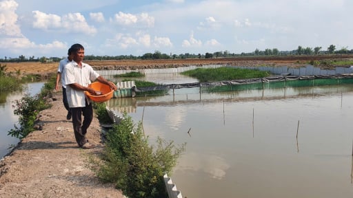 Con đặc sản ham lặn ngụp, dễ nuôi, ở Long An cứ bắt lên bán là hết veo