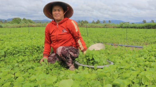 Nhổ bừa cây rau dại này về trồng, nay dính tí nước tốt um ở Gia Lai, cứ cắt là thương lái 'khuân' hết sạch
