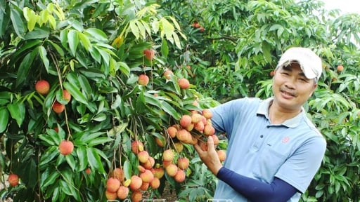 Chuyện lạ Hưng Yên trước sáp nhập tỉnh Thái Bình, ghép mắt cây vải trứng lên gốc vải lai, tốt đẹp thế này đây