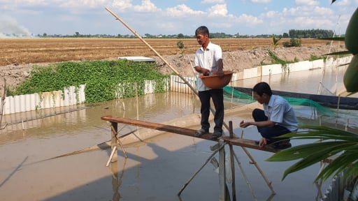 Ba ông nông dân Đồng Tháp Mười ở Long An rủ nhau nuôi ba ba, cua đinh, chưa đến ngày thu hoạch thương lái đã đến đặt cọc, chốt giá cao