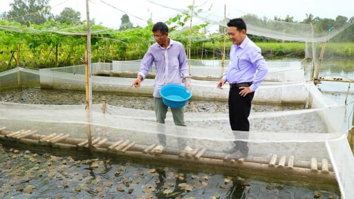 Dưới cá rô 'chạy' hàng đàn, trên ếch nhảy chồm chộp, kiểu nuôi con đặc sản bình dân này ở Kiên Giang cho thu nhập gấp đôi