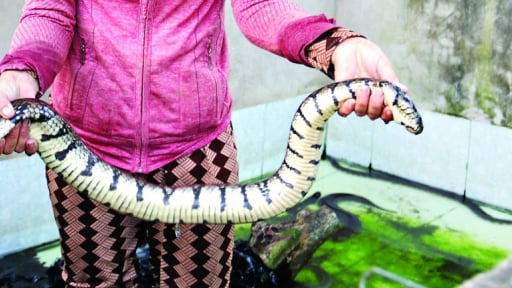 Trông to dài, khoang vện 'dữ dằn' vậy, chứ con động vật này nuôi thành công ở Long An, cứ bán 1kg cầm ngay 450.000 đồng