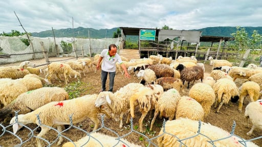 Giờ phút sáp nhập tỉnh Lâm Đồng, Đắk Nông đến gần, ở nơi này của Bình Thuận nuôi cừu, nuôi dê, trồng táo kiểu nông nghiệp tuần hoàn