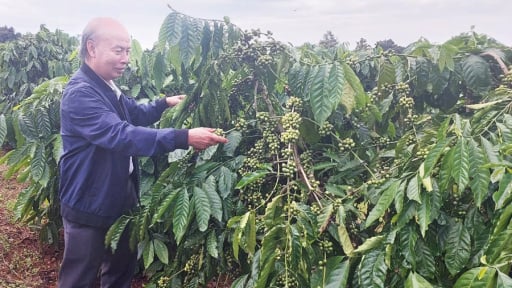 Giờ sáp nhập tỉnh Bình Định cận kề, đây là lĩnh vực nông nghiệp mà Gia Lai đang mạnh, hễ nhà nào làm là giàu hẳn lên