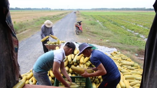 Sáp nhập tỉnh Long An, Tây Ninh làm tổng điều tra một lĩnh vực quan trọng trong vòng 1 tháng