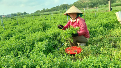 Đây, thứ rau thơm ngỡ như rau dại, dính tí nước tốt um ngoài đồng Phú Yên, cứ cắt lên khỏi bờ là bán hút hàng