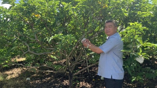 Trồng thứ cây thoạt nhìn toàn lá, gạt lên mới rõ quả ngon, ông nông dân Tây Ninh bán dễ như ăn kẹo