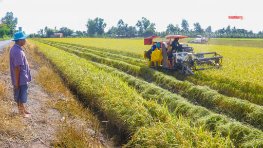Nông dân trồng lúa Hậu Giang bị “cò lúa” đề nghị hạ giá thu mua từ 100-300 đồng/kg so với giá đã nhận tiền cọc