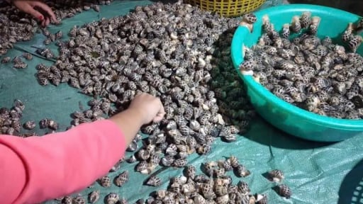 Ngày sáp nhập tỉnh An Giang cận kề, Kiên Giang thành công với mô hình nuôi con đặc sản hiền như cục đất