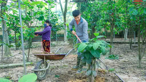 Ngày cận kề sáp nhập tỉnh Phú Thọ, Vĩnh Phúc là vùng trồng cây đặc sản hái hoa bán đắt như vàng
